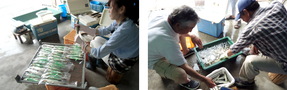 当漁協では、細心の注意を払い素早くアユを処理することにより鮮度を落とさずお客様にお届けしています。また、瞬間冷凍したアユを一匹一匹真空パックを行い、お客様の欲しい時期にお応えできるよう準備しております。