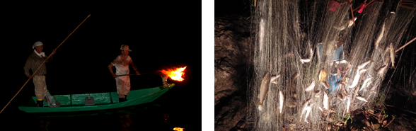 日没から建網を仕掛け、松明を振ってアユを網に追い込みます。30分ほどで仕掛けた網を順次上げてゆきます。網にかかったアユを素早く外してクーラーに用意した氷水に入れてゆきます。氷を効かせて翌朝漁協に持ち込みます。