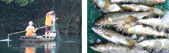 日の出から、日没までの漁で、群れているアユに網を投げて伏せこみます。網から外す時、アユはまだ生きてますので、素早くクーラーに用意した氷水に入れシメます。漁を終えたら漁協に持ち込みます。