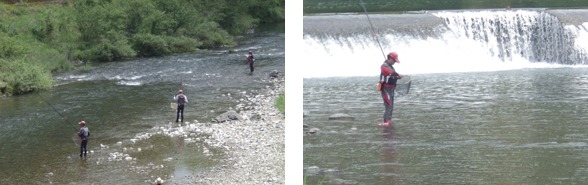 日の出からの漁になります。竿の先に仕掛けた針にアユをかける漁です。傷が解らないように取り込むのが必須で、傷が目立つと販売できません。活きのいいアユをクーラーに用意した氷水に入れ〆て漁協に持ち込みます。