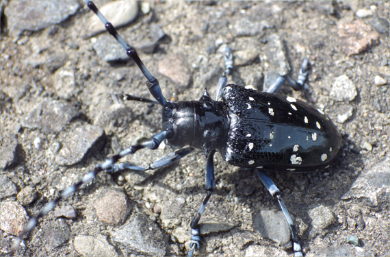 自然豊かな環境は生き物たちにも優しい環境